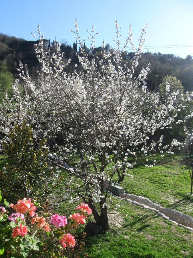 Havre De Paix Entre Mer Et Montagne A Ceret Pour 4 A 5 Pers Eksteriør billede